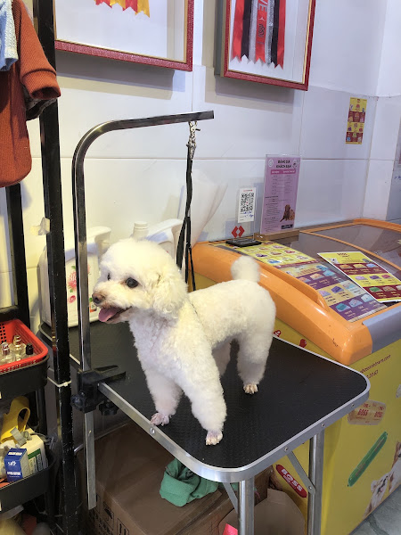 Chuchu Pet - Spa Grooming Thú Cưng Nguyễn Văn Đậu