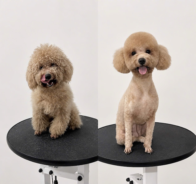 Milk Petshop- khách sạn thú cưng-spa grooming