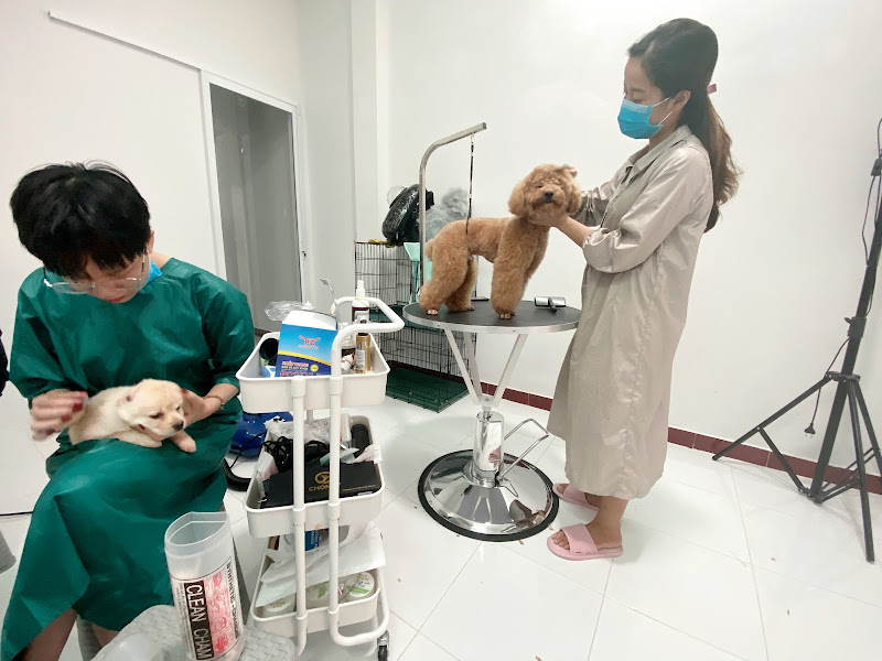 PetKingdom Spa