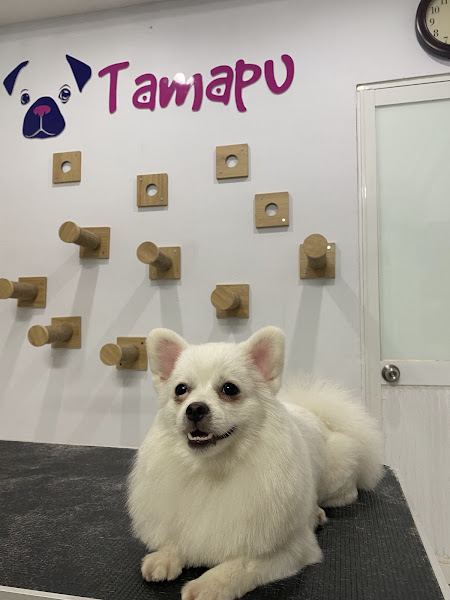Tamapu Pet Grooming - Tắm cắt lông chó mèo